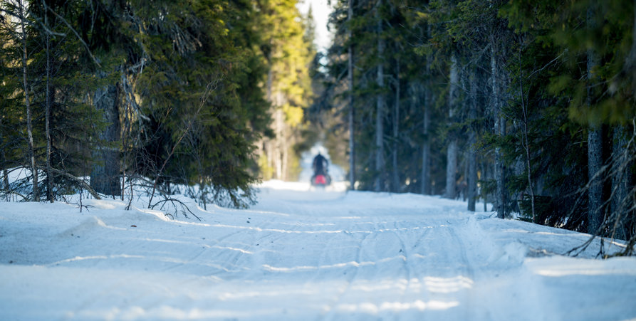 Skoterled med skoteråkare. Vårvinterdag med sol, enbart gröna granar skuggar den vita snön. 