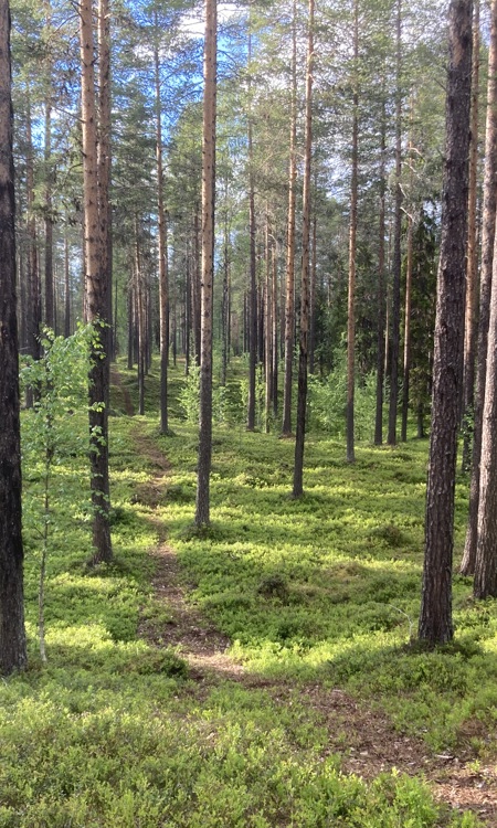 Bilden visar tallskog